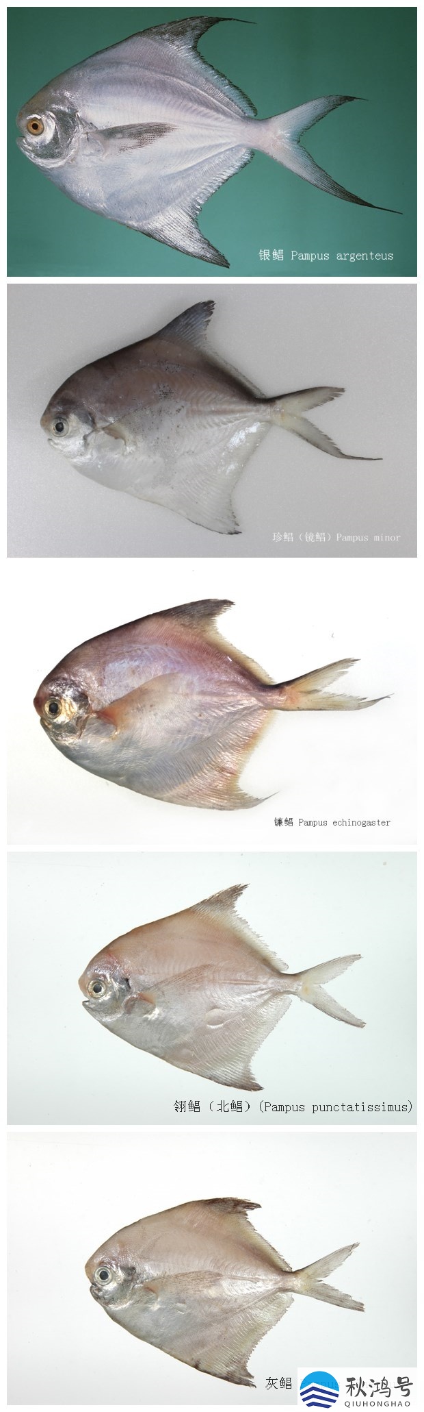 平鱼和鲳鱼的区别（金鲳鱼和鲳鱼的区别）