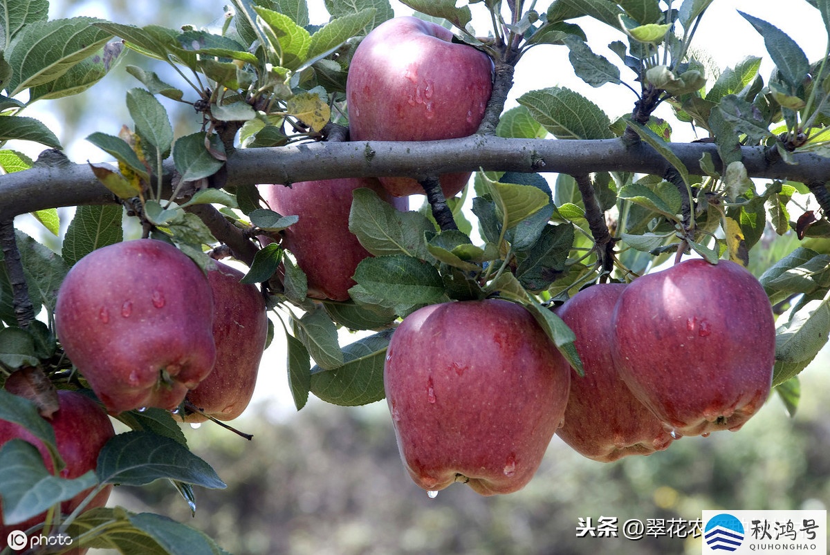 什么季节摘苹果（什么季节摘苹果最好）