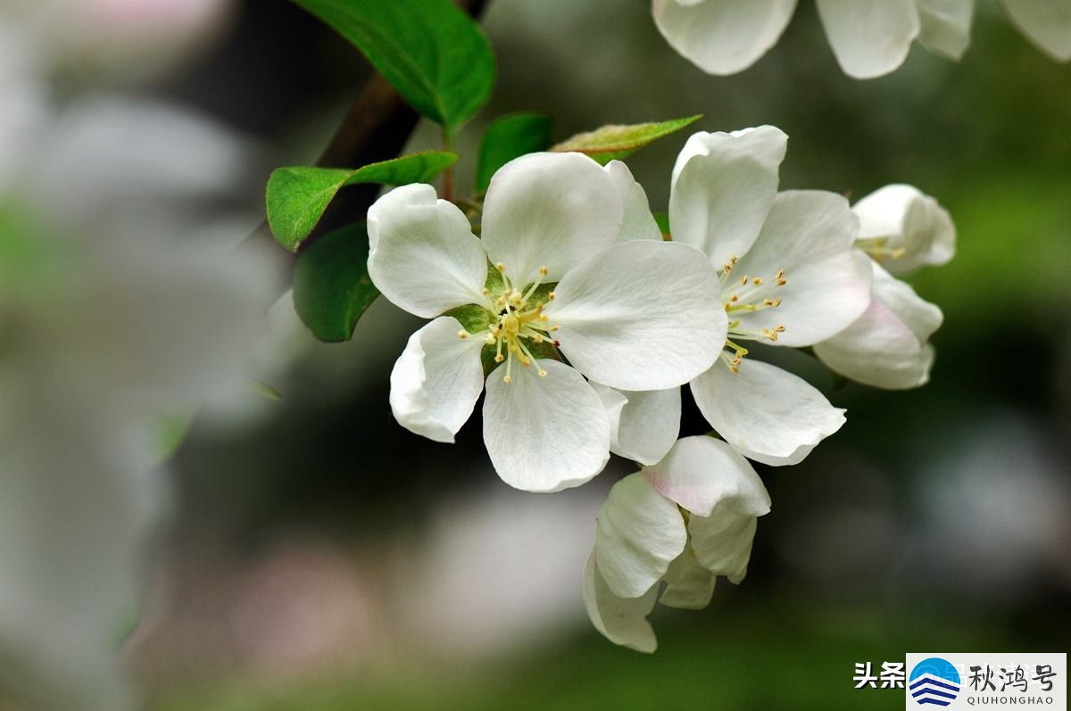 雨里鸡鸣一两家（雨里鸡鸣一两家竹村西路板桥斜翻译）