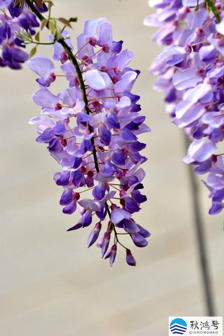 紫藤一年开几次花（紫藤一年能开花吗）