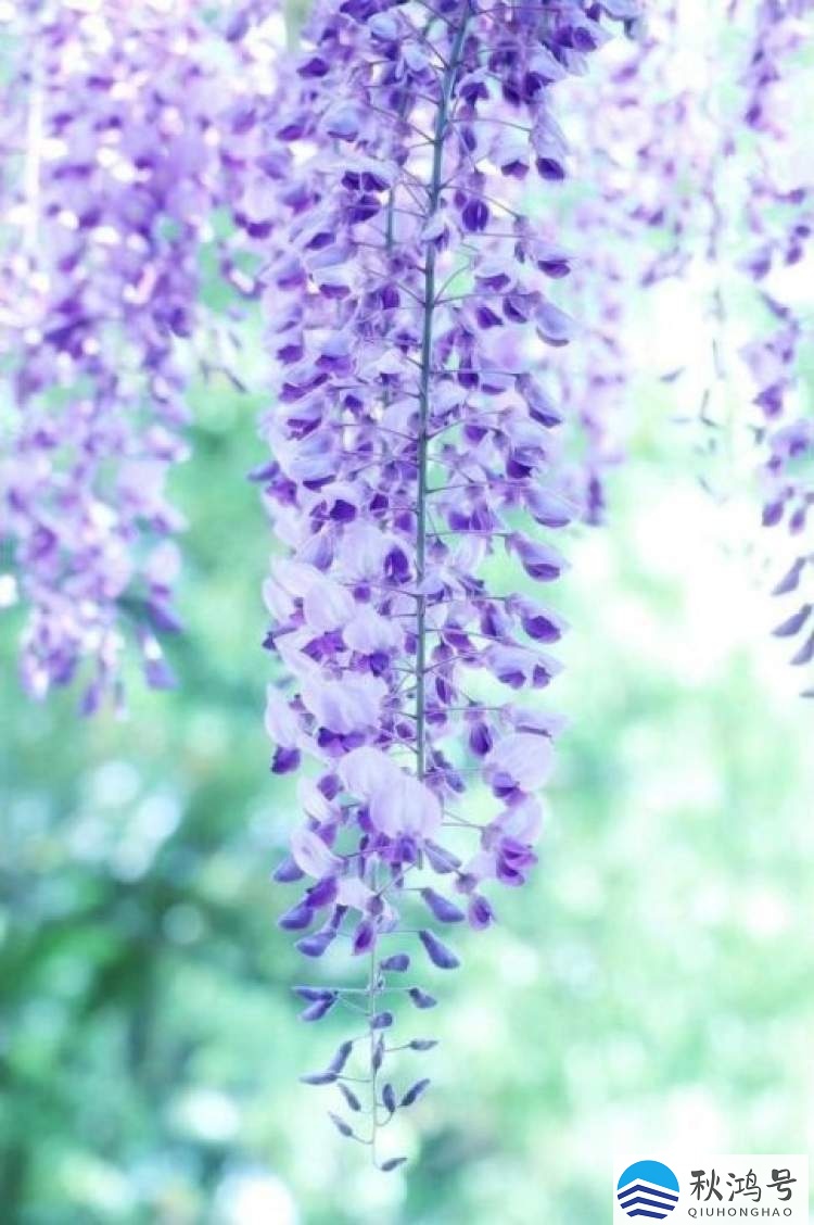紫藤一年开几次花（紫藤一年能开花吗）