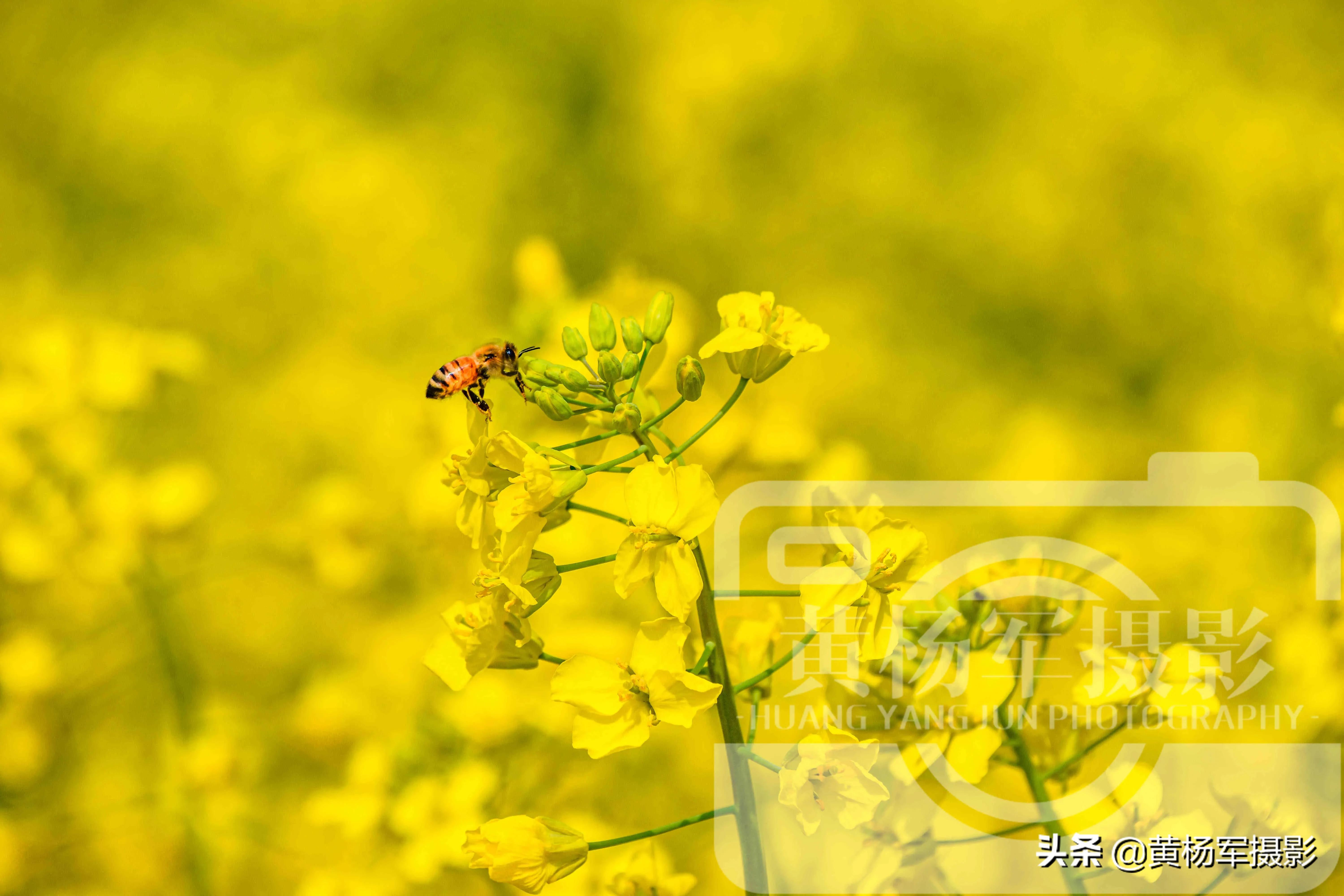 什么样的油菜花（什么样的油菜花田）